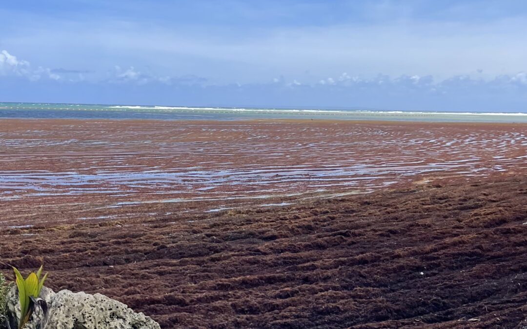 Sargassum in the Caribbean: understanding the crisis and adopting the right habits to protect yourself