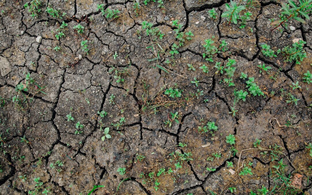 Sequía en el Caribe : un desafío climático subestimado