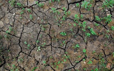 Sécheresse dans les Caraïbes : un enjeu climatique sous-estimé